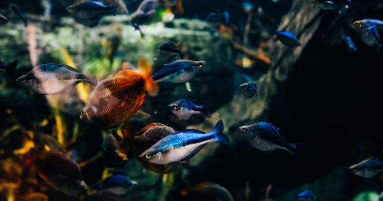 Aquarium avec de nombreux poissons tropicaux colorés remis en route dans un nouveau logement