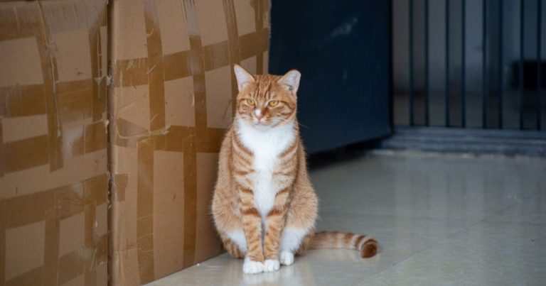 Chat roux tigré assis à côté de cartons de déménagement empilés
