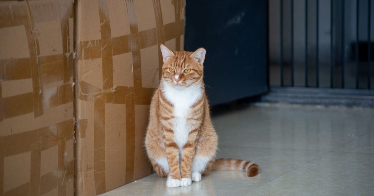 Chat roux tigré assis à côté de cartons de déménagement empilés