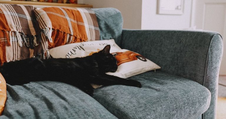 Chat noir détendu sur un canapé avec un plaid dans son nouveau logement