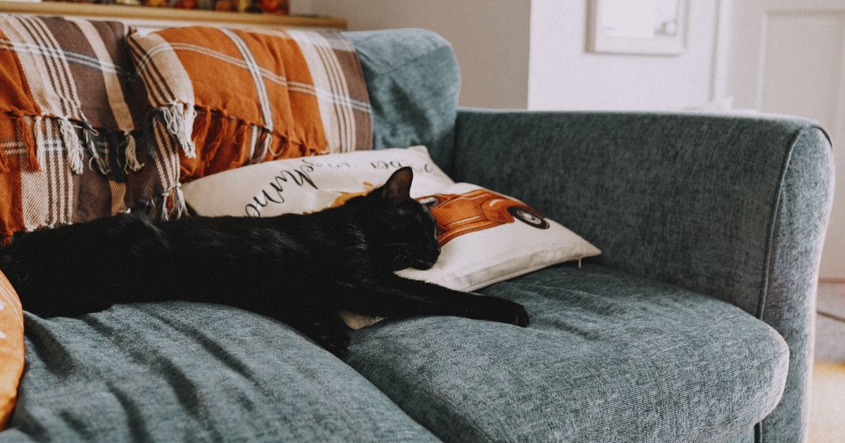 Chat noir détendu sur un canapé avec un plaid dans son nouveau logement