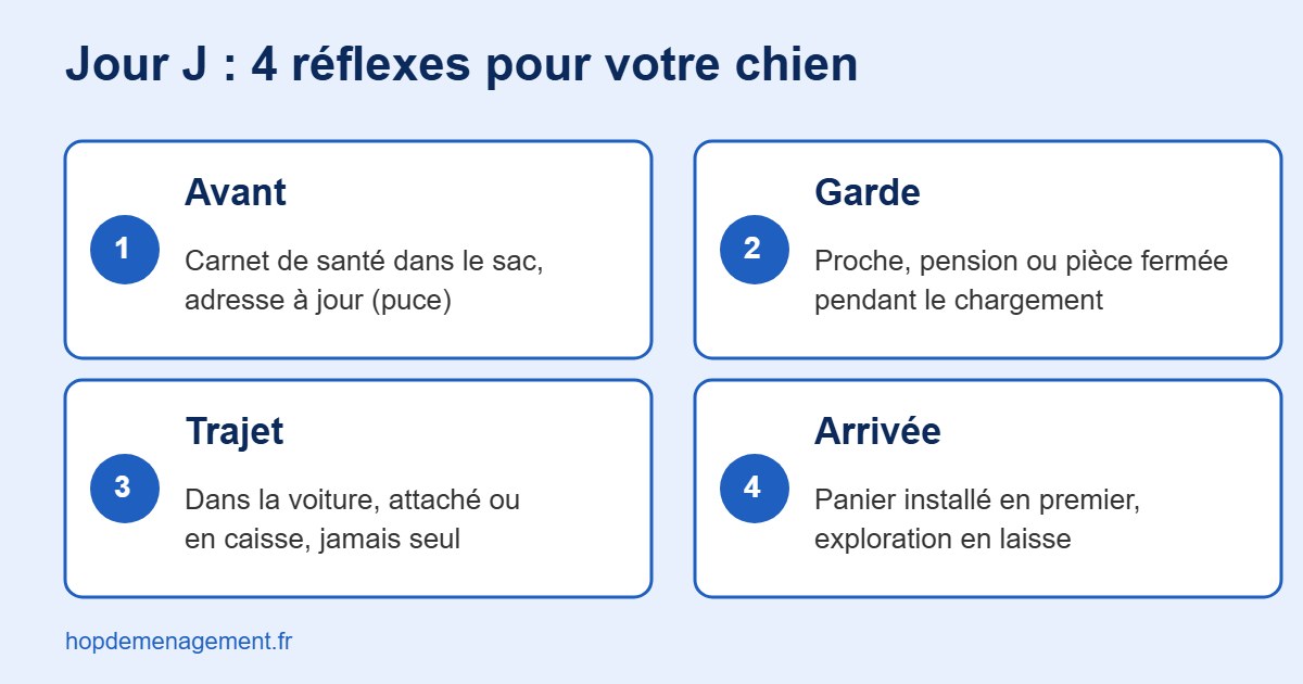 Infographie des 4 réflexes pour déménager avec un chien : avant, garde, trajet, arrivée