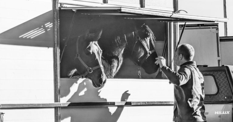 Homme qui fait monter un cheval dans un van de transport en extérieur