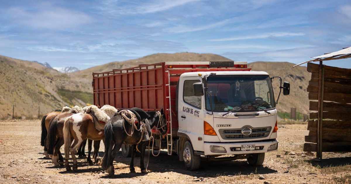Chevaux dans un pré de montagne près d'un véhicule, scène rurale