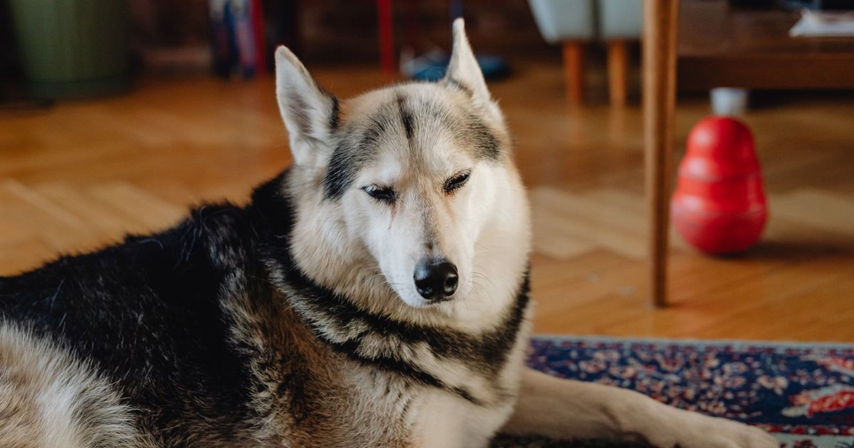 Husky allongé et calme sur un tapis dans un salon, chien qui se détend dans son nouveau logement