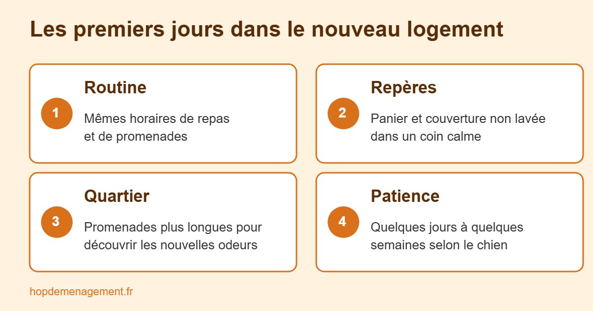 Infographie des premiers jours d'un chien dans un nouveau logement : routine, repères, quartier, patience