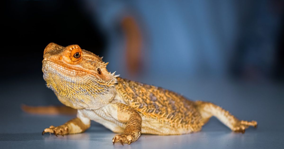 Gros plan sur un dragon barbu, reptile de compagnie, avant un déménagement