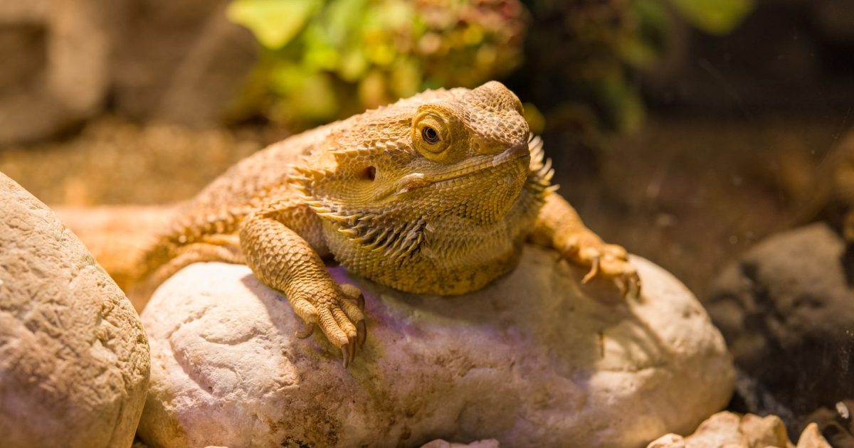 Dragon barbu qui se chauffe sur une roche, reptile prêt à retrouver son terrarium