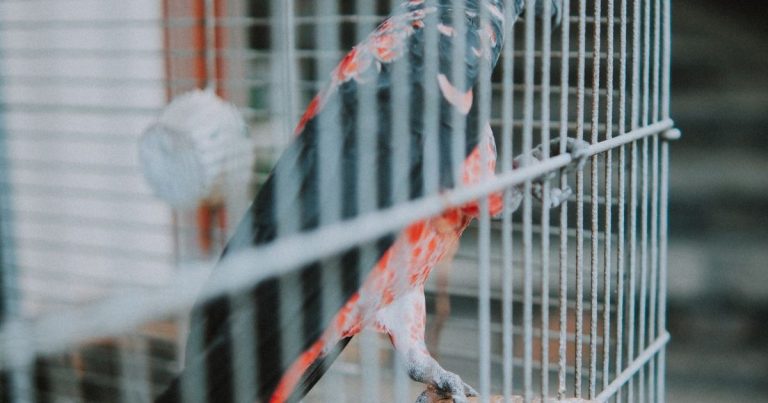Perroquet gris du Gabon perché dans sa cage avant un déménagement