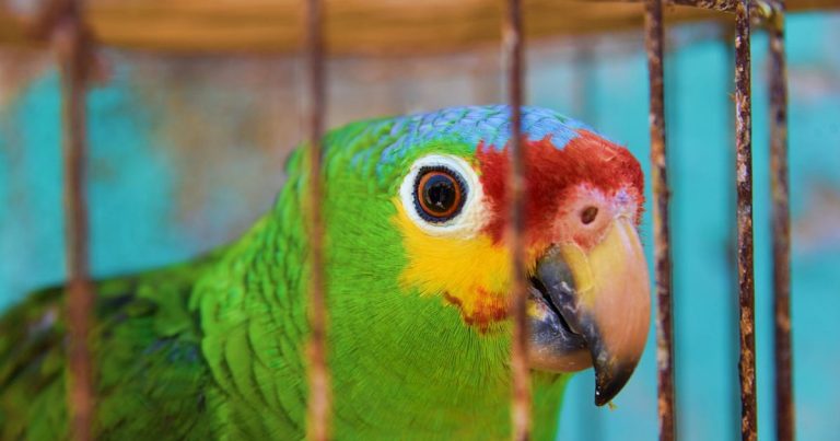 Perroquet vert dans sa cage installée dans un nouveau logement