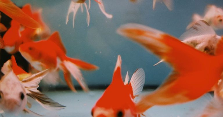 Gros plan sur des poissons rouges qui nagent dans un aquarium avant un déménagement